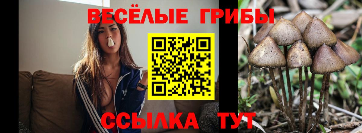 Галлюциногенные грибы прущие грибы Богородск